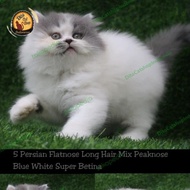 Kucing Persia Peaknose Super