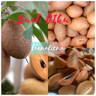 BUAH CIKU MADU DAN CIKU KAMPUNG