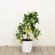 Bangkok Botanics - ต้นไม้นำเข้า ดูแลง่ายพร้อมส่ง ต้นเลมอน ต้นเลมอนยูเรก้า Eureka Lemon ขนาด 65 และ 8