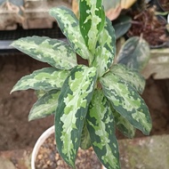 AGLAONEMA PICTUM MOTIF DAUN RUNCING