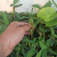 14 - 15 Branches of Lizard Grass - ️ [Floating Grass] - Aquarium Water Filter