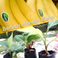 Bibit Pisang Sunpride - Pisang Cavendish AZZ