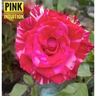 PINK INTUITION ROSE