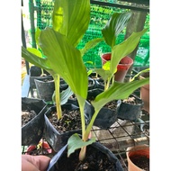 Anak pokok kunyit hitam/Pokok kunyit hitam