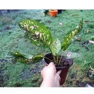 ☃☫✚Aglaonema Varieties 1 Uprooted Live Plants