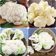 Fast Germination 200pcs Hybrid Cauliflower Seeds ​Vegetable Seeds ​for Sale Vegetable Plants Seed Ve