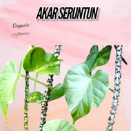 AKAR PATAWALI | AKAR SERUNTUN 1 KERATAN