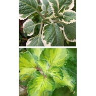 Keratan oregano batik/Mexican mint variegated /左手香 Pokok Plectranthus Amboinicus Mexican Mint Oregan