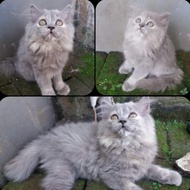 kucing persia kitten/kucing himalaya/kucing persia