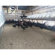 TELUR AYAM KUB PARENT STOK INDUKAN JUMBO UNTUK DITETASKAN