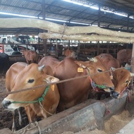 Jual Sapi Qurban Madura