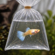 Plastic Bag Untuk Ikat Albino Platinum Guppy 1 Pair