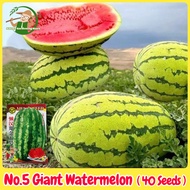 เมล็ดพันธุ์แตงโมยักษ์ เนื้อสีแดง หวานสุดๆ บรรจุ 40เมล็ด No.5 Giant Watermelon Seed Fruit Seeds for Planting เมล็ดแตงโมยักษ์ เมล็ดพันธุ์ผลไม้ เมล็ดพันธุ์ OP/F1 แท้ ผลไม้อินทรีย์ ต้นไม้ผลกินได้ ต้นไม้กินผล เมล็ดผลไม้ พันธุ์ไม้ผล บอนไซ เมล็ดผัก ปลูกได้ตลอดปี