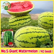 เมล็ดพันธุ์แตงโมยักษ์ เนื้อสีแดง หวานสุดๆ บรรจุ 40เมล็ด No.5 Giant Watermelon Seed Fruit Seeds for P
