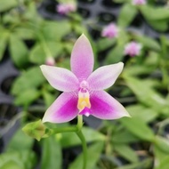[ Species + Fragrant ] Phalaenopsis violacea mentawaiensis Orchid