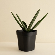 |限量| 佛手虎尾蘭