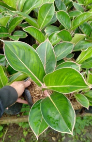 Aglaonema flamingo