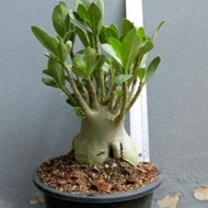 ready ! bonsai adenium arabicum- bibit tanaman bonsai adenium arabicum