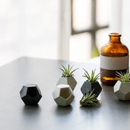 桌上型 mini迷你空氣鳳梨 水泥盆含植物