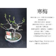 心栽花坊-寒梅(小)/盆景素材/梅花/圓盆/四角盆/售價280特價250