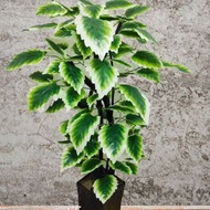 bunga hiasan artificial pohon gerigi sudut ruang tamu jumbo tinggi rimbun Sudah Sama potnya