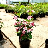 Colorful Variegated Begonia Potted Plant for Villa Courtyard Balcony, Cold-resistant Large Landscape