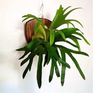 Staghorn fern 鹿角蕨  pokok tanduk rusa （platycerium coronarium) real live plant pokok hidup