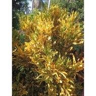 Pokok Puding  ID Keropok Kuning Emas Rimbun.