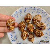 Top Shell (Areola Babylon/ Siput)