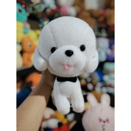 Cutie Bichon White Dog