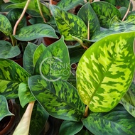 🌿Rare🌿TKL - Homalomena Wallisii Camouflage (King of Hearts) 迷彩千年健/彩春雪芋