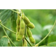 5 Super Vegetable Edamame Soybean Seeds, Superior Quality Edamame Soybean Seeds, Super Superior Edam