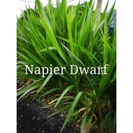 Napier Dwarf/Napier Pandan Sebatang