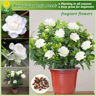 100% Legit Fresh Bonsai Gardenia Seeds Cape Jasmine Flower Seeds for Planting & Gardening (70pcs) Fr