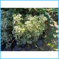 ◙ ❃ ❖ variegated papua plant