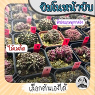 ยิมโนหน้ายับ (เลือกต้นได้) ไม้เมล็ด ลูก Trex/Tluk ( ต้นกระบองเพชร Gymnocalycium ) Set R🌵ต้นแคคตัส❤️