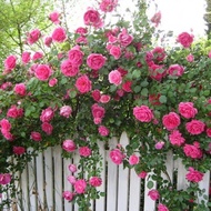 Ready Stock Fast Shipping Rose Flower Climbing Vine Seed Rose Vine Potted Plant Flowering Plant Clim