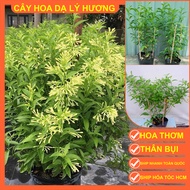 Cây hoa Dạ Lý Hương hoa có mùi hương nồng và quyến rũ ưa nắng sinh trưởng nhanh (cây cao 60cm)