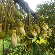 Baja Khas Pokok Durian ( LEKATKAN PUTIK DAN BANYAKKAN BUAH)