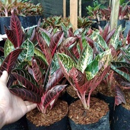 TANAMAN HIAS AGLONEMA RED SUMATRA // AGLONEMA PRIDE OF SUMATRA