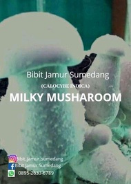 Bibit jamur milky f2