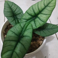 Tanaman hias Alocasia bisma indukan