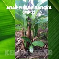 BENIH POKOK PISANG NANGKA / MUSA X PARADISIACA ( 1 BATANG)