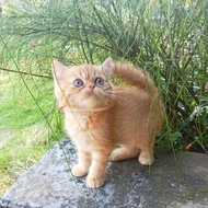 kucing oren bsh british shorthair mix