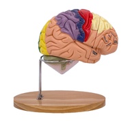 Brain Model for Hospital Lab, Brain Anatomy Model Brain Anatomy Model