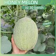 berhasil tinggi-30 BUTIR Benih Buah Melon Madu F1 Tahan Hama Bibit Buah Melon Orange Madu Bibit Buah