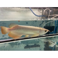 Arowana MGBB Crossback high quality