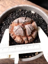 爆根小深裂) 南非龜甲龍  5.3cm    連 花盆 塊根 植物 盆栽 Plant  caudex 非象牙宮 增值之選【實拍。只此一盆】 👑 9年老店
