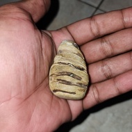 batu mustika bntek kelor putih sangattt langka