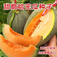 Cantaloupe Seeds Southern Sweet Xinjiang Cantaloupe Seeds Four Seasons Vegetables Melon Fruits Sweet